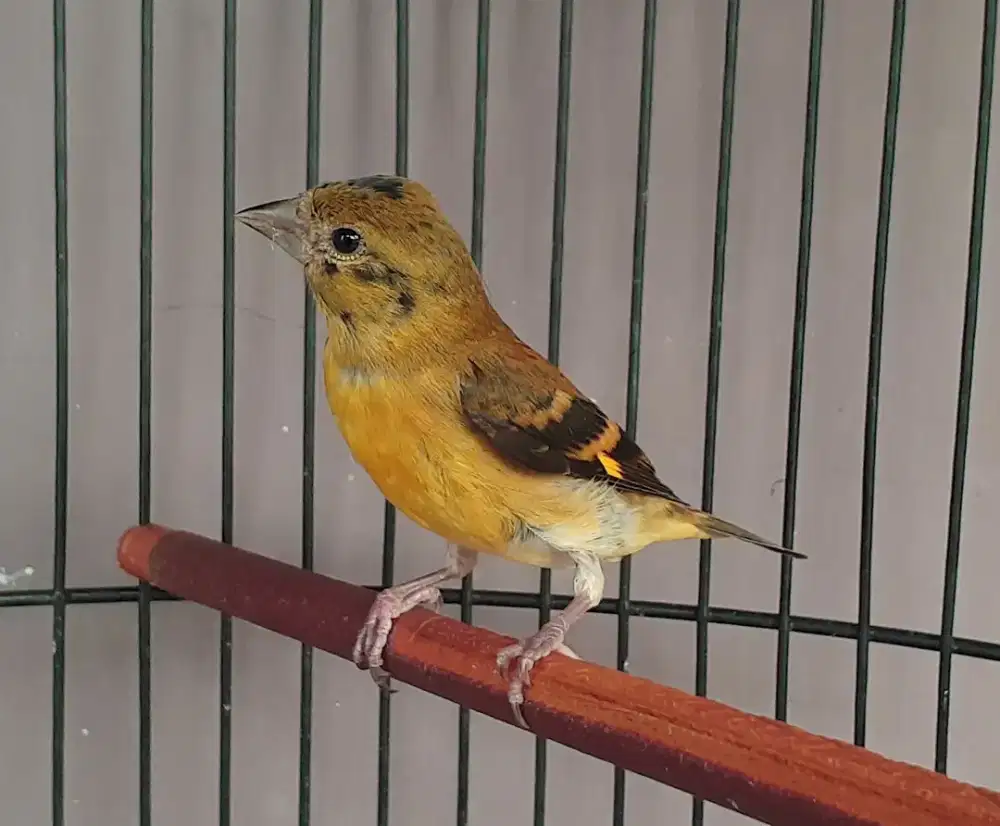 Red siskin paud jantan