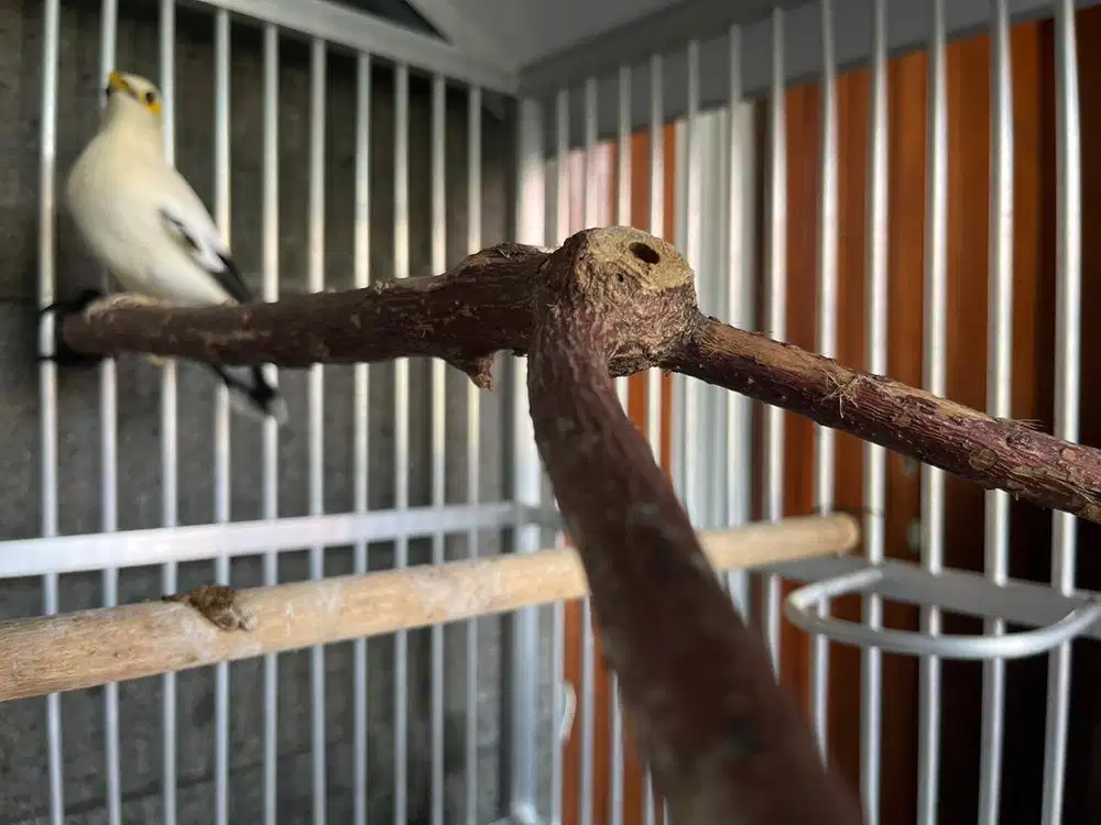 Burung jalak indo