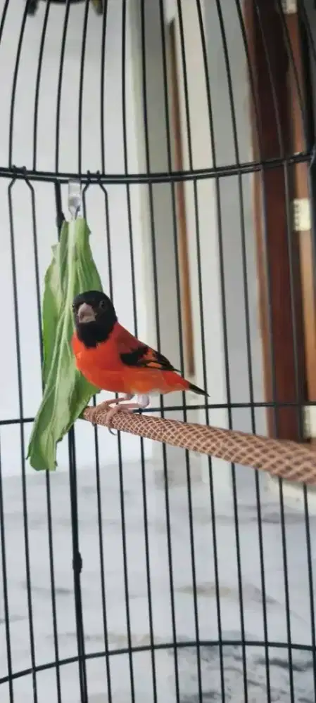 redsiskin clasik jantan gacor