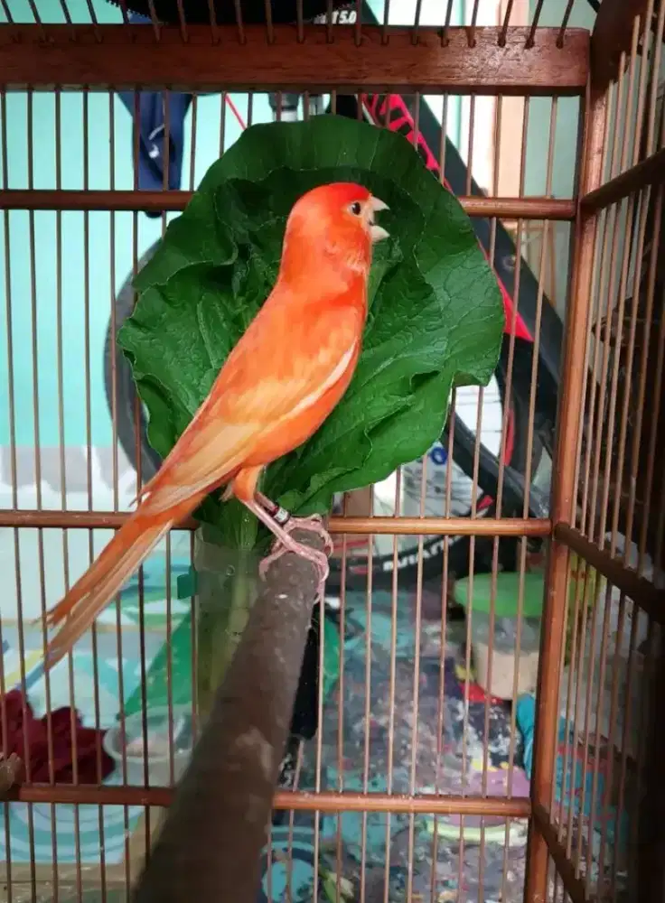 kenari merlok jantan gacor