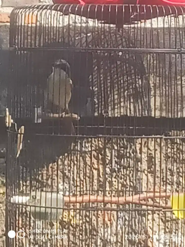 Burung pentet/cendet trotol bunyi