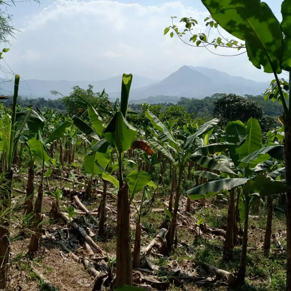 Kebun 2000mtr di Bogor Timur dijual BU