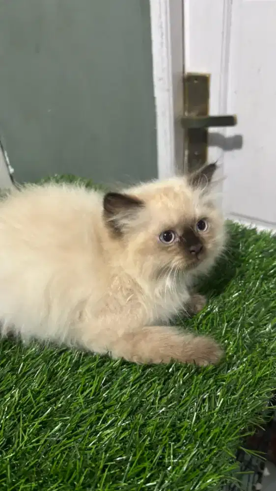 Kitten ragdoll pure