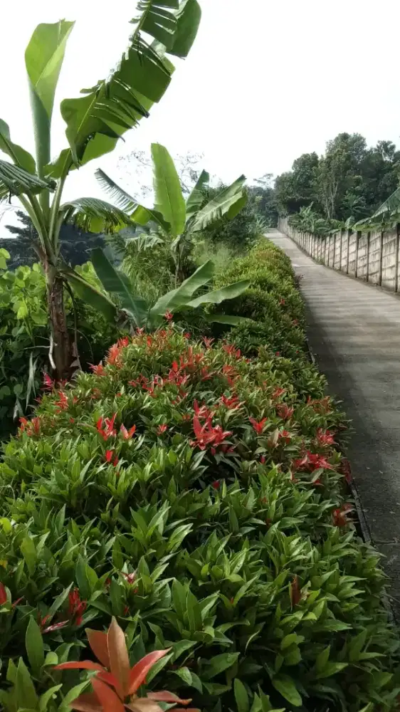 Di jual tanah ls 3000m2 cocok untuk villa,rumah,dll..