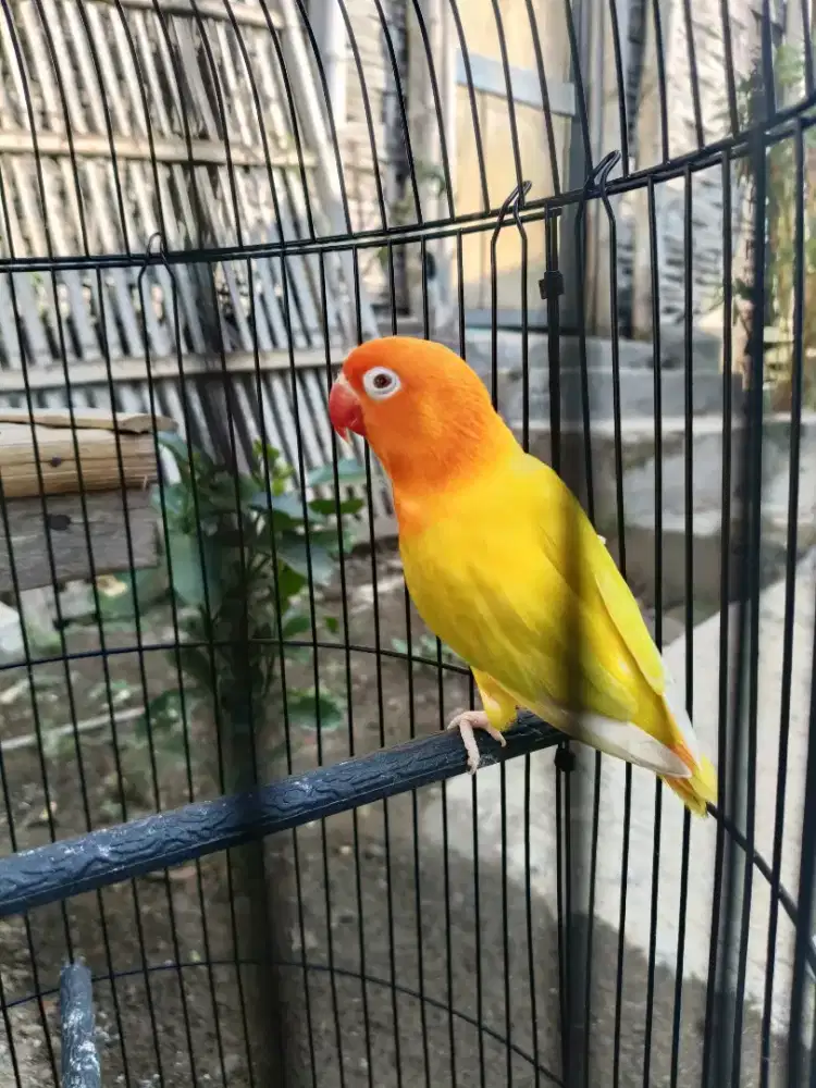 LOVEBIRD BIOLA PF
