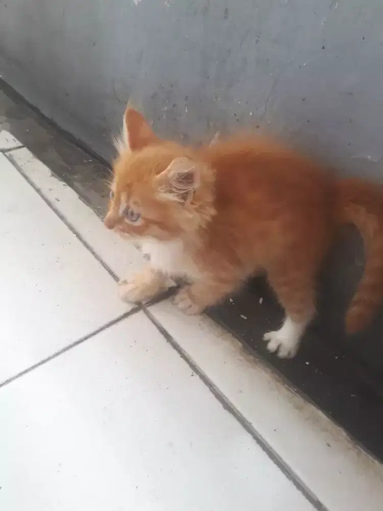 Misi tolong adopsri 3 anak kucing persia agora