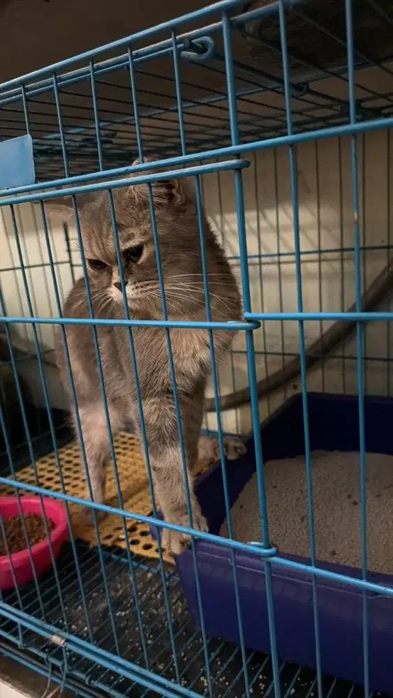 Kucing british short hair
