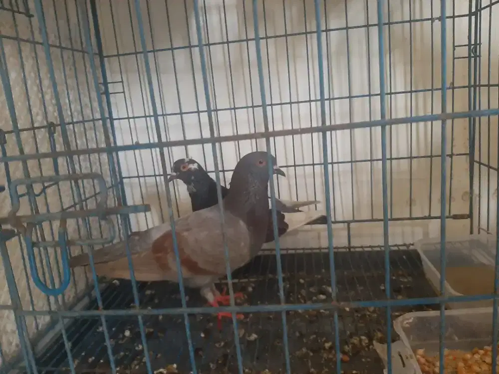 Burung dara pasangan