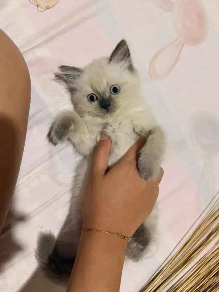 Kucing Persia Himalaya