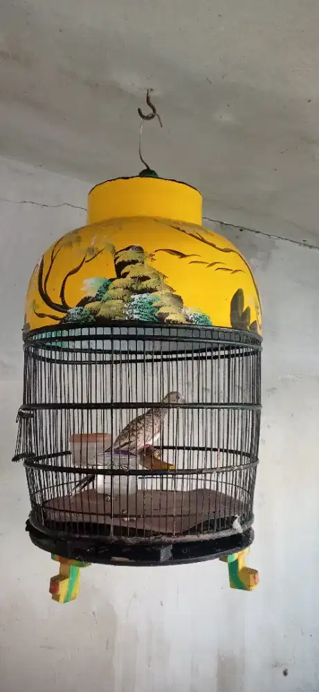 Perkutut silver Jinak