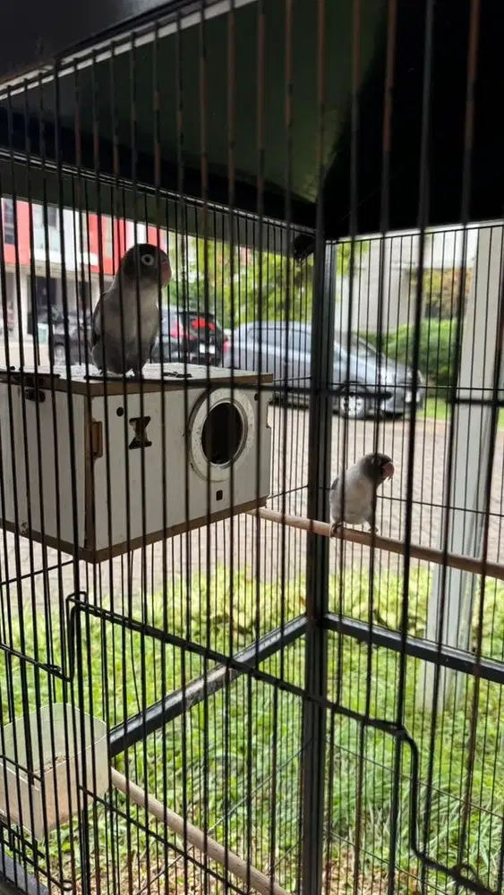 Dijual Kandang Burung beserta Burung Lovebird