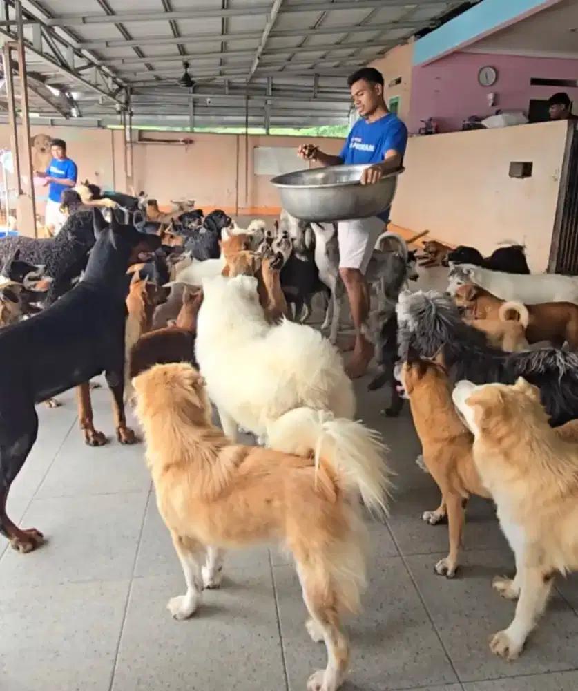 PEGAWAI URUS ANJING
