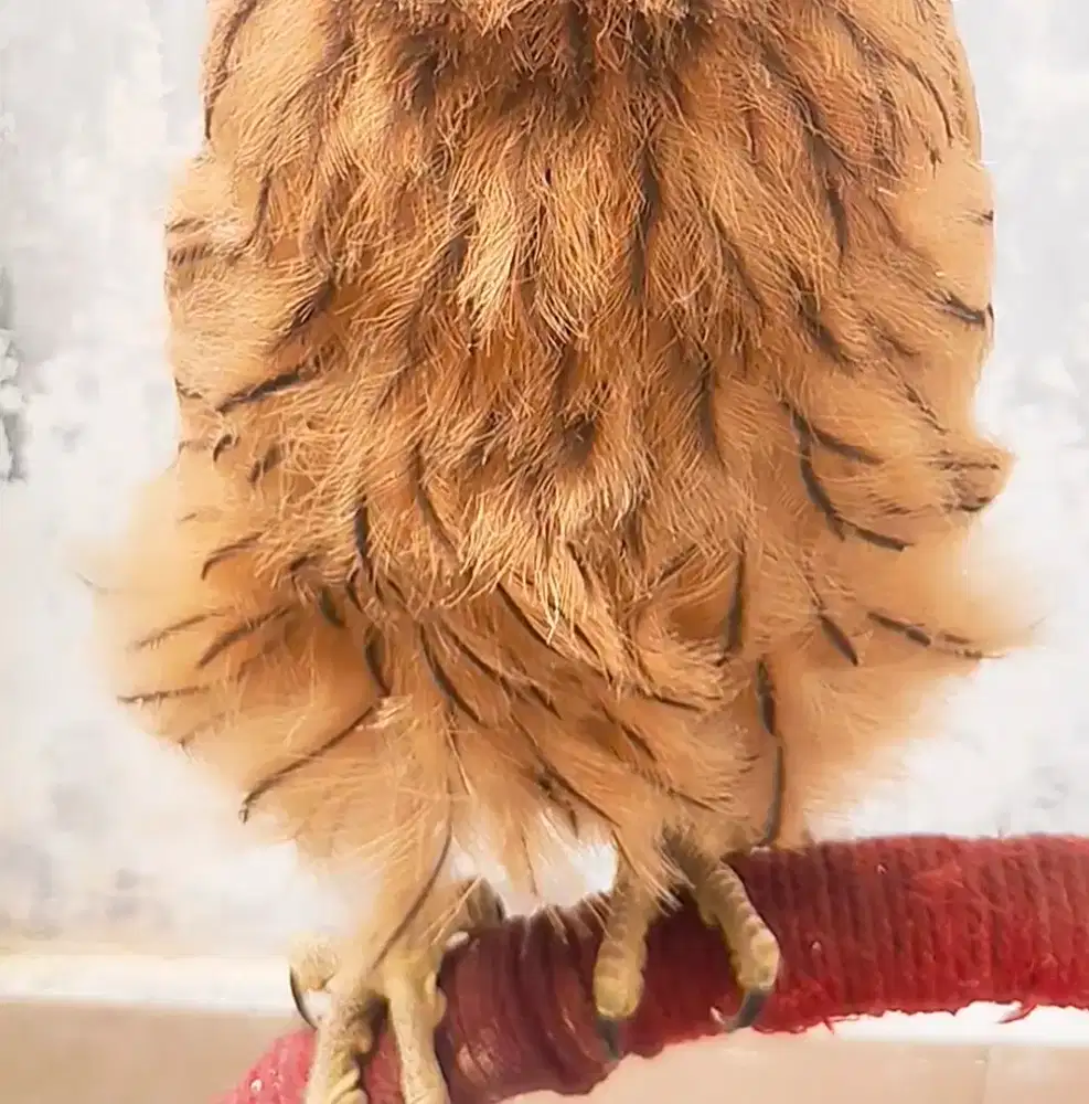 burung lucu anakan, jinak total