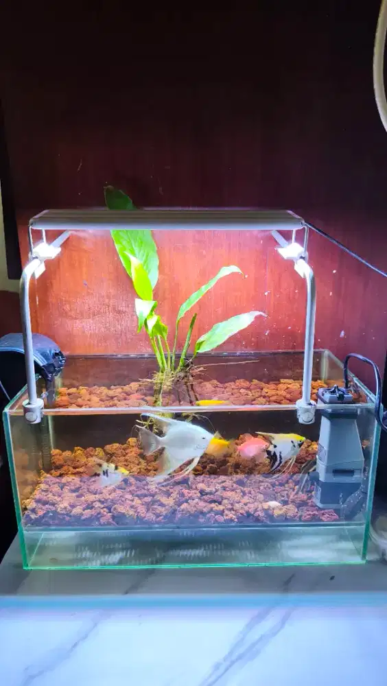 Aquarium aquascape