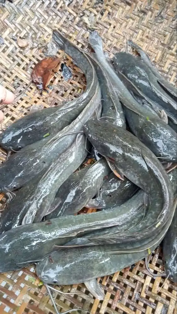 Ikan Lele Hidup