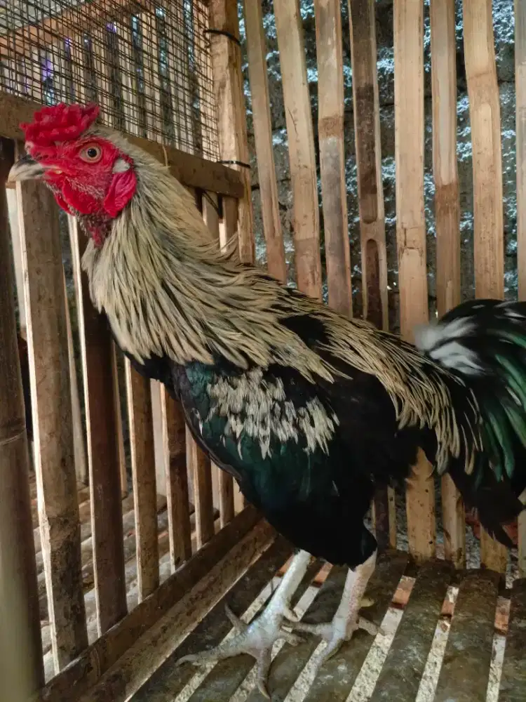 Ayam Jago Kampung