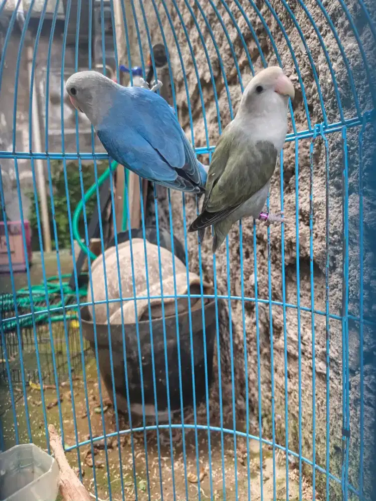 Sepasang Lovebird Non Klep indukan