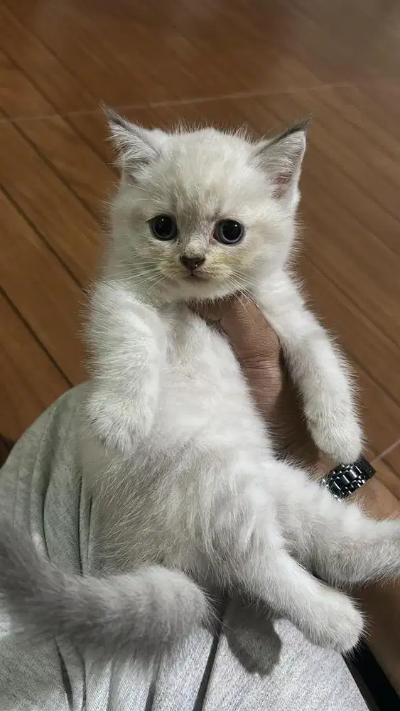 kitten brithis mix