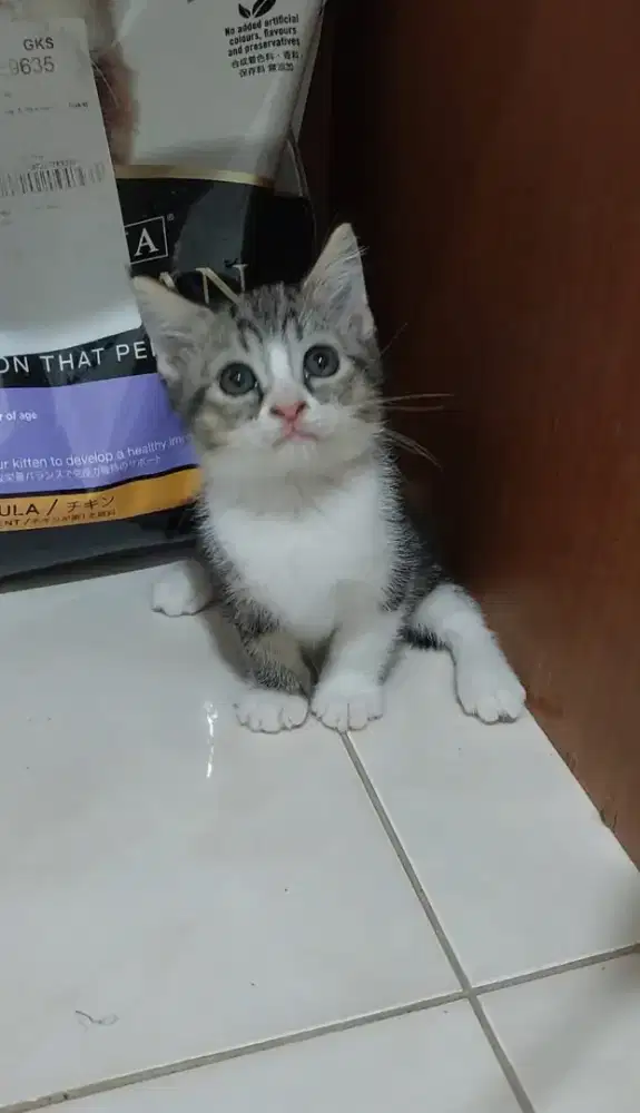 Kucing bsh mix ragdoll kitten british shorthair mix ragdoll