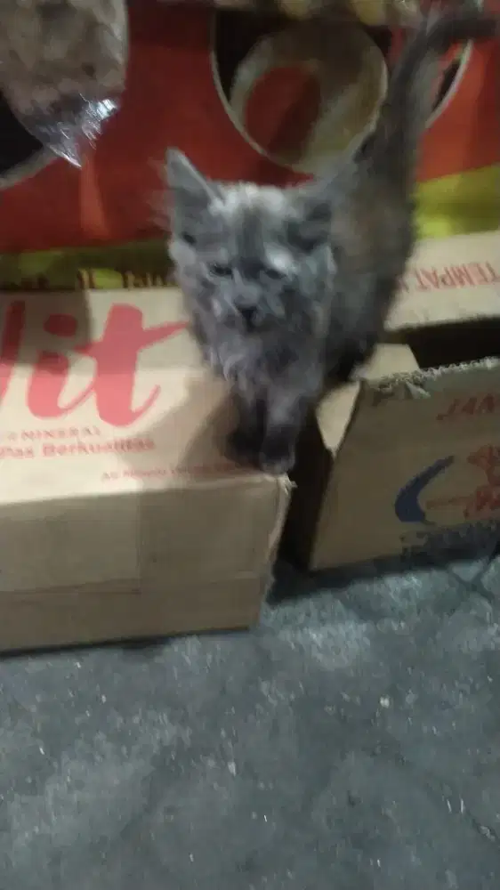 Kucing Persia usia 3 bulanan