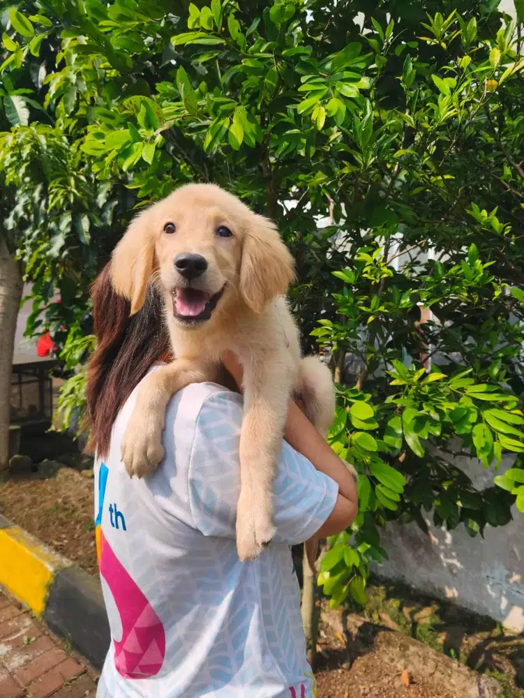 JUAL PUPPY GOLDEN RETRIEVER