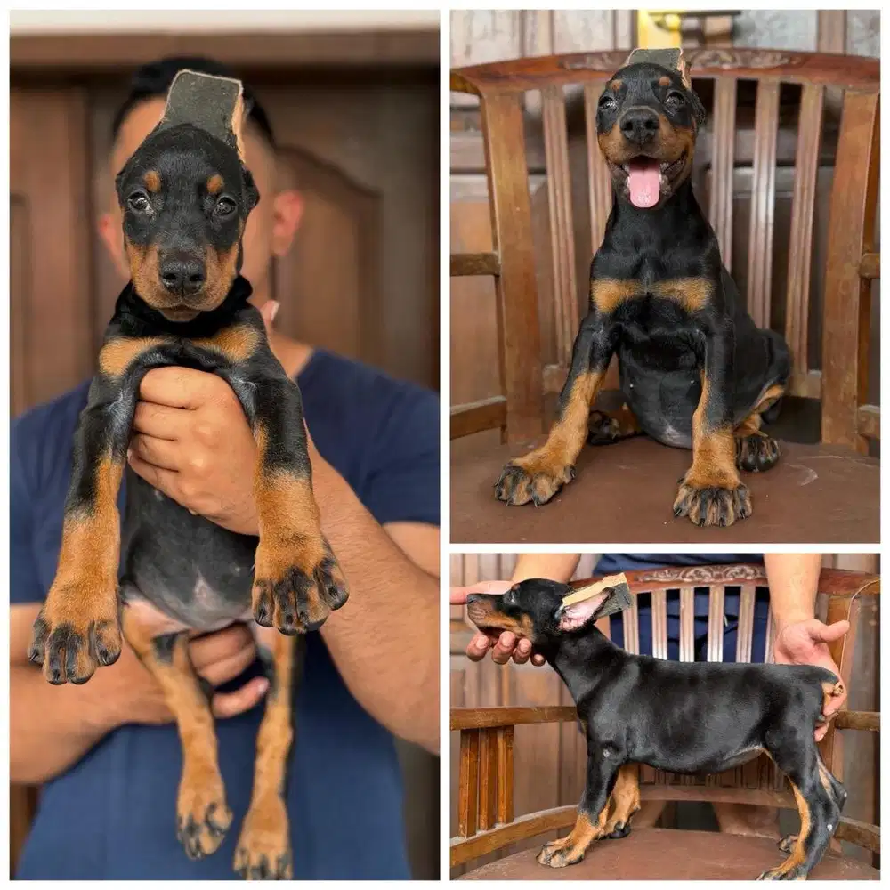 Doberman betina 1,5bln stb vaksin