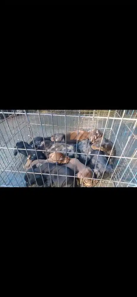 Puppy dachshund / tekel