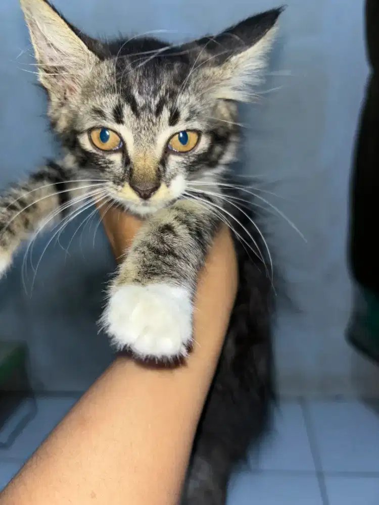 free adopt mixdome betina 2 bulan