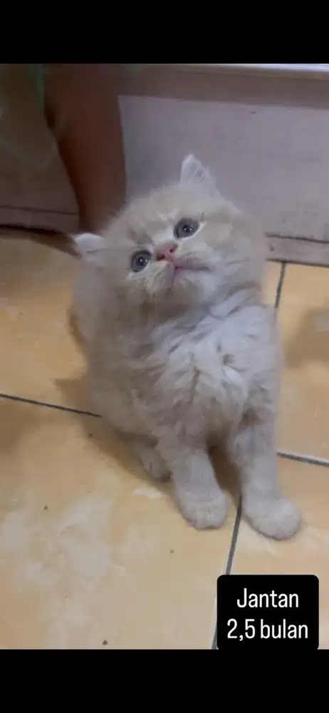 Kucing persia kitten