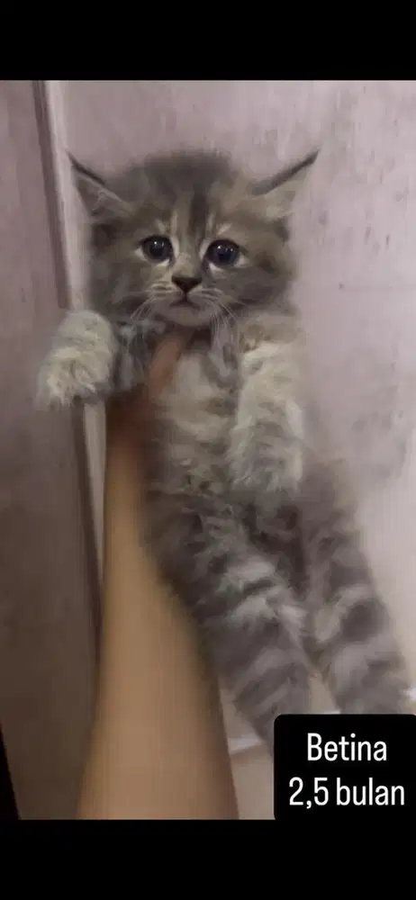 Kucing persia kitten