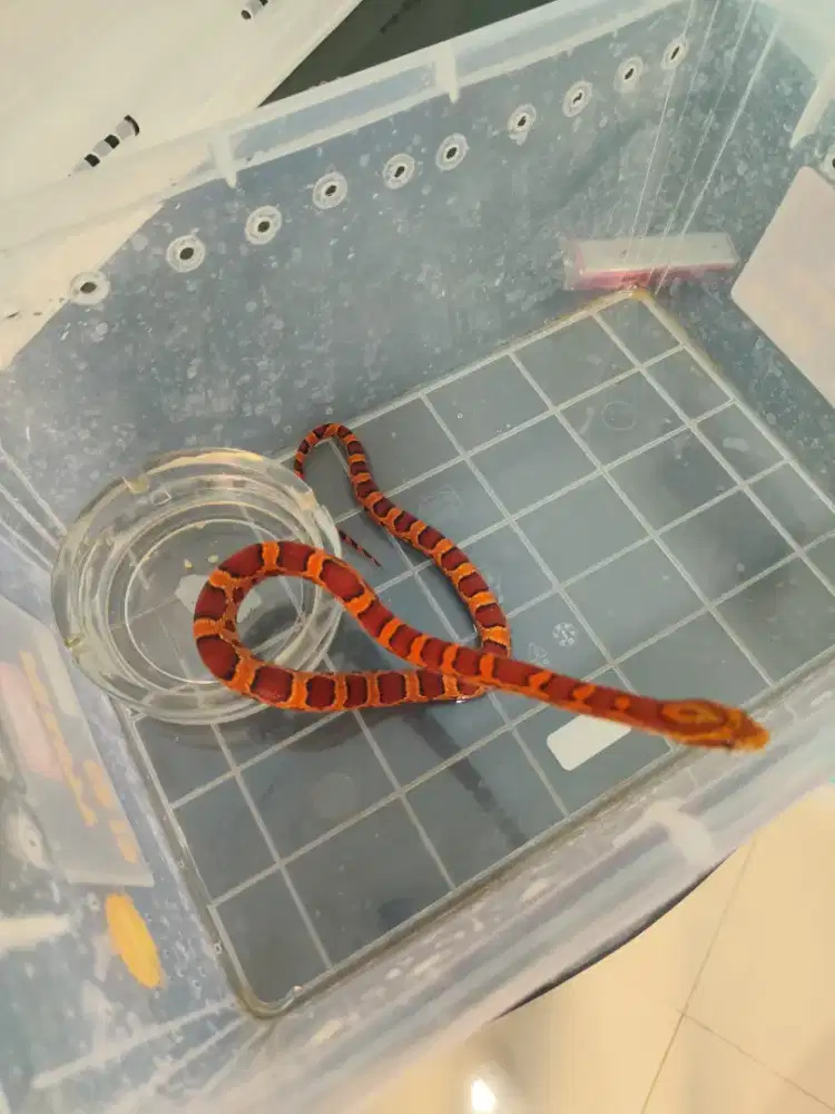CORNSNAKE  OKEETEE DH FIRE MALE