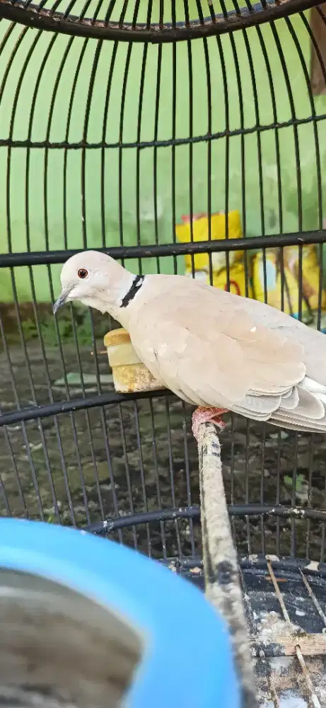 puter pelung gacor