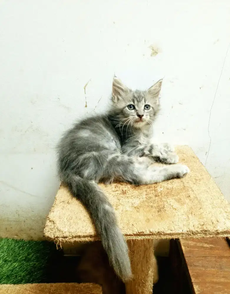 Kitten MaineCoon Pure No mix. Induk ped Cfa Maine Coon