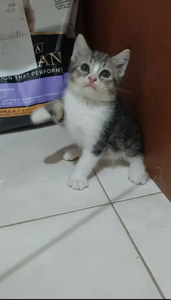 Kucing british shorthair mix breed with ragdoll kitten bsh mix ragdoll