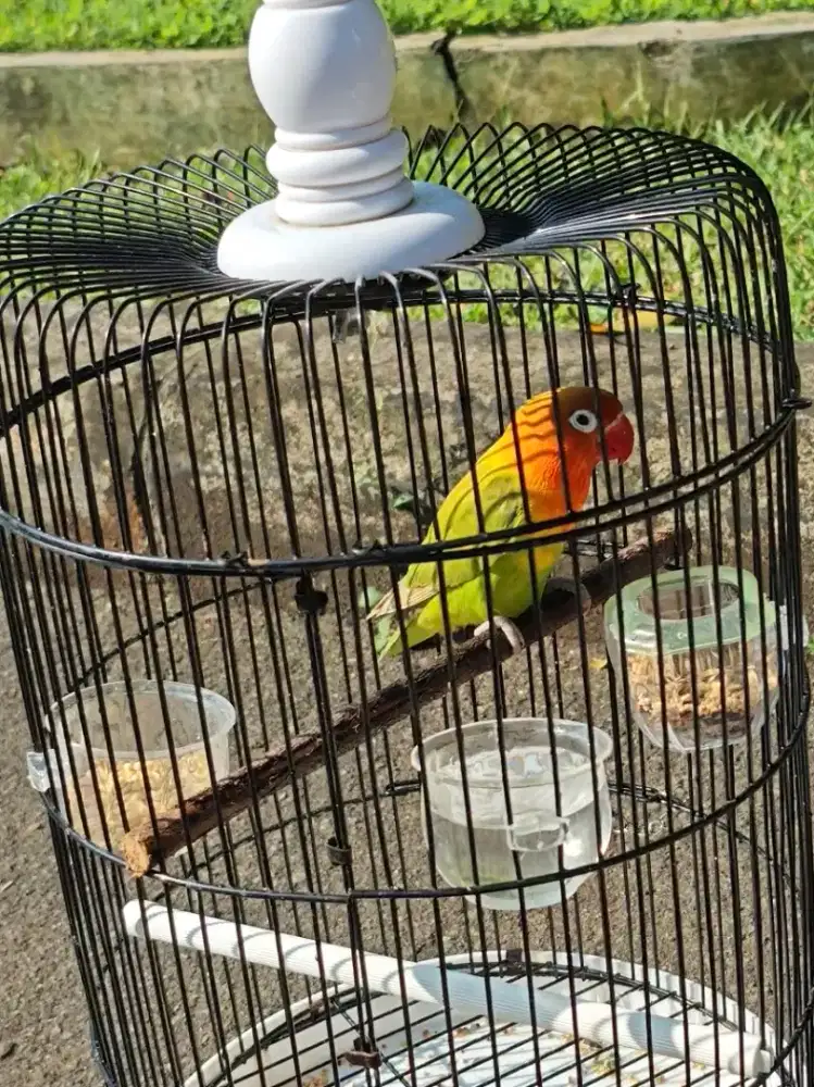 Love bird Yosan Betina dewasa ( bisa ngekek)