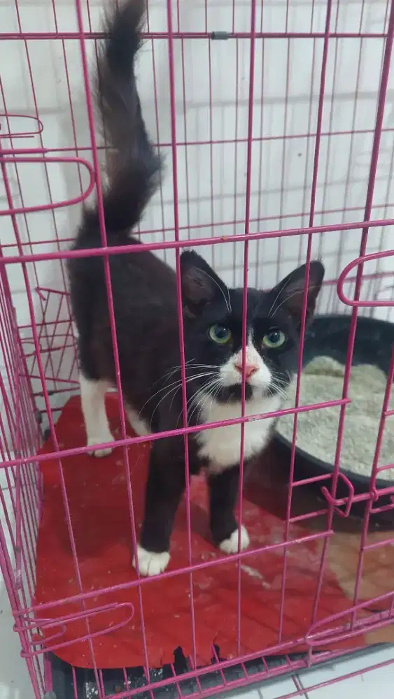 Kucing persia tuxedo