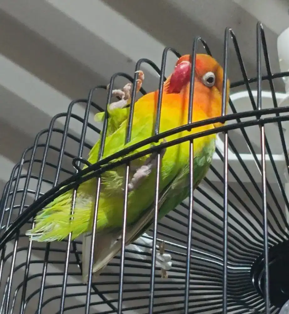 Love bird Yosan betina dewasa Ngekek