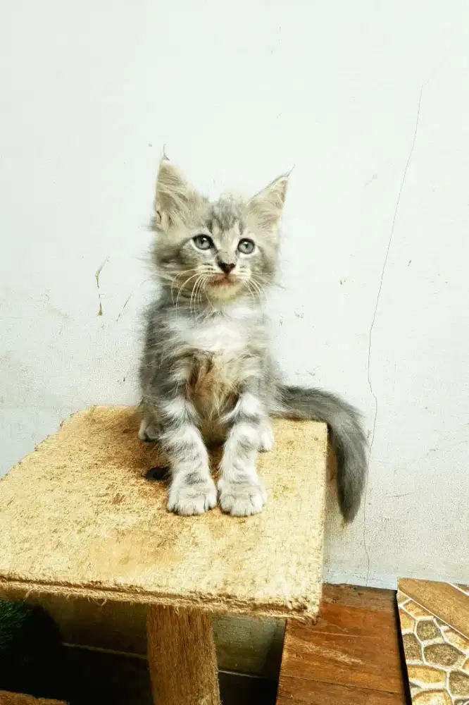 Kitten MaineCoon Jantan Pure No mix. Induk ped Cfa Maine Coon