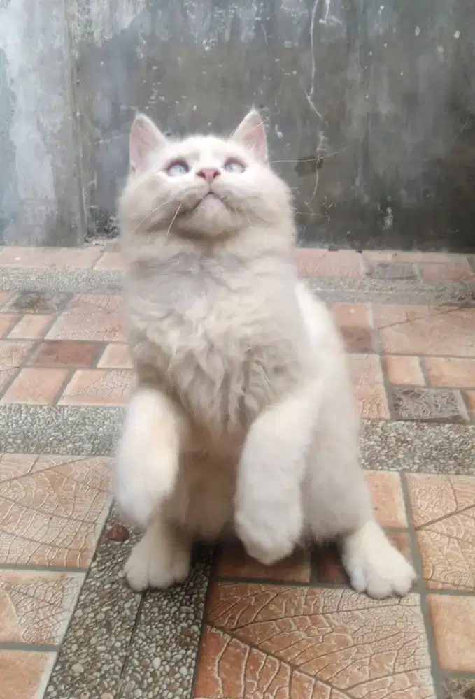 Kitten Persia mata biru jantan