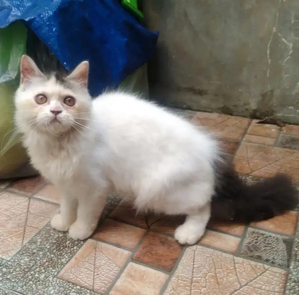 Kitten Persia flatnose betina