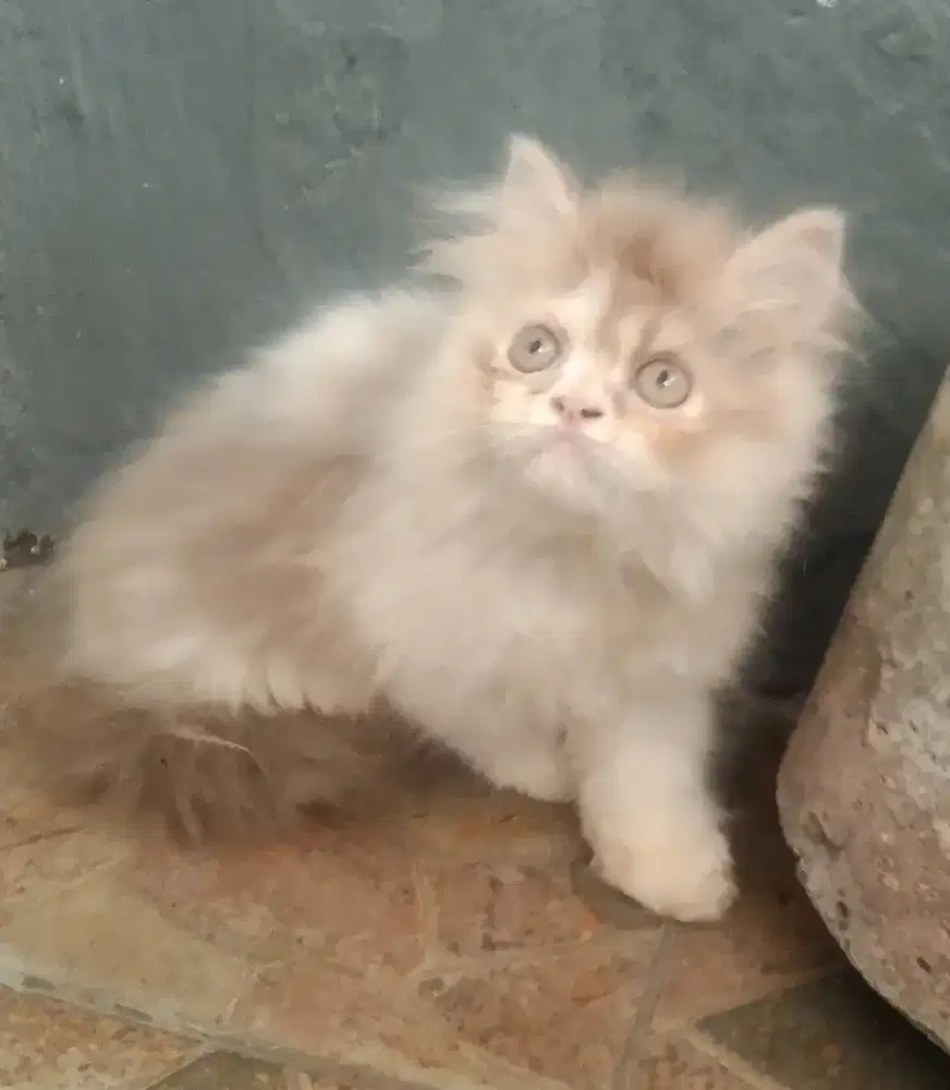Kitten Persia flatnose betina