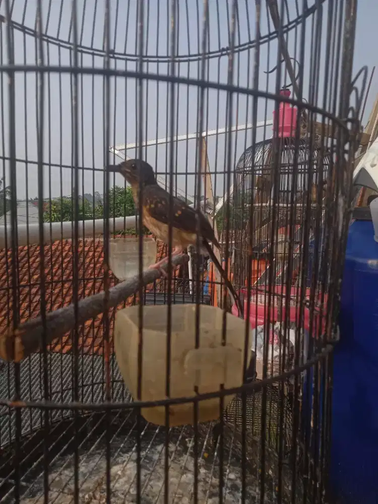 Burung Murai Trotolan