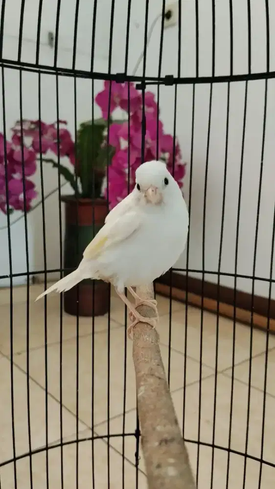 Anak kenari putih jantan