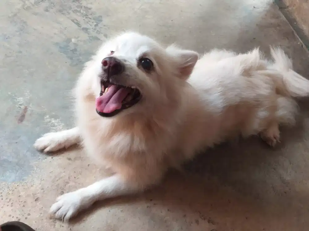 Pomeranian betina dewasa indukan