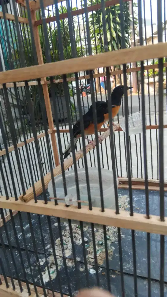 Murai betina warna nya dah kaya laki