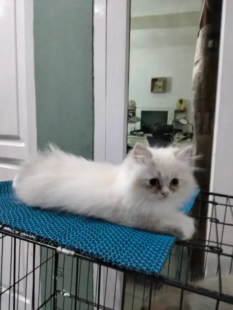 Kitten ragdoll pure