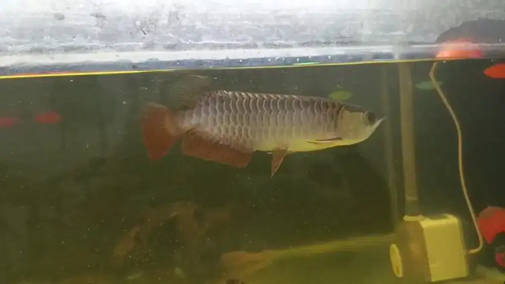 ARWANA GOLDEN RED HIGHBACK BLUEBASE