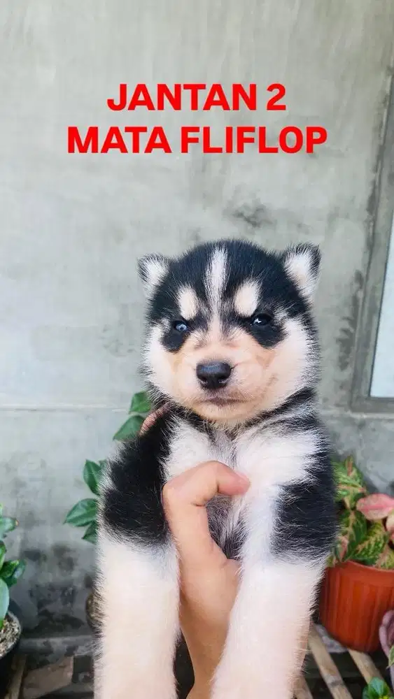 READY HUSKY BIGBONE