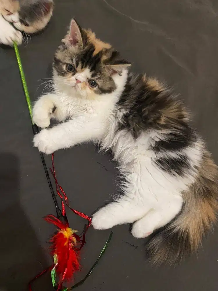 Peaknose betina 3 bulan di BALI