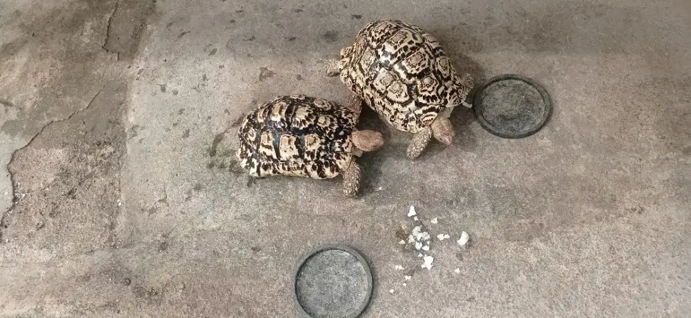 Kura darat pardalis sepasang